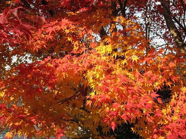 【周辺】三千院周辺の紅葉（2009年11月撮影）