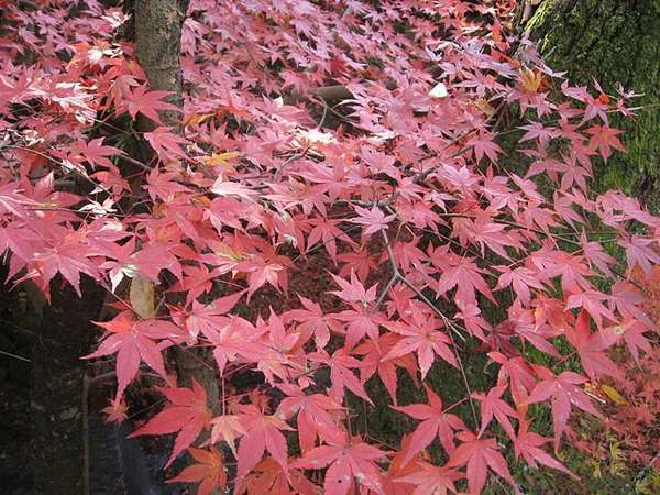 【周辺】三千院参道の紅葉