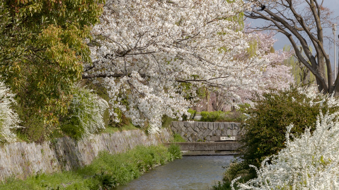 春爛漫、みそそぎ川縁の桜、雪柳