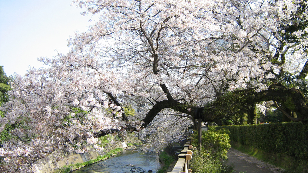 ライトアップもきれいな松川の桜並木は伊東の桜の名所＜当館から徒歩約4分＞