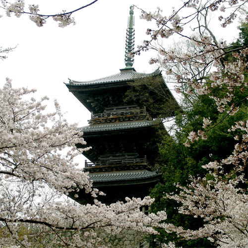 清水寺（春）