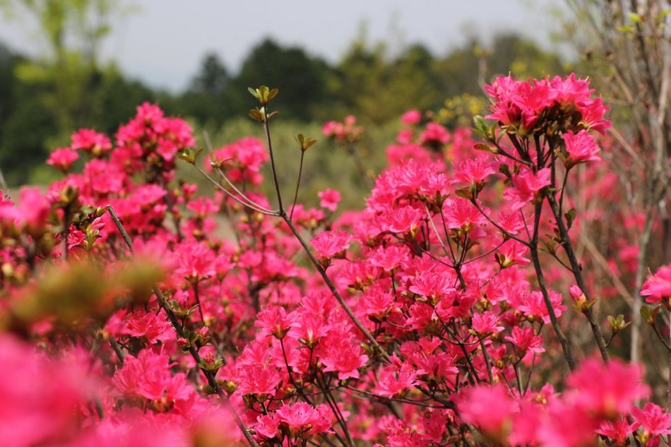 季節の花