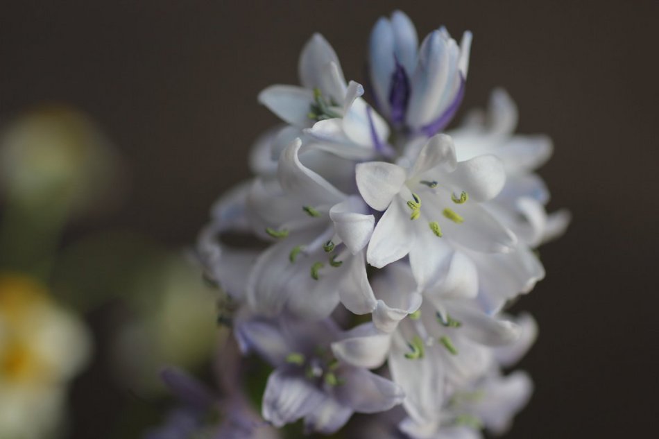 季節の花