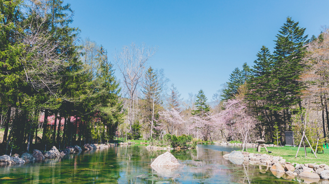 【池庭】池の中島で咲き誇る千島桜&山桜