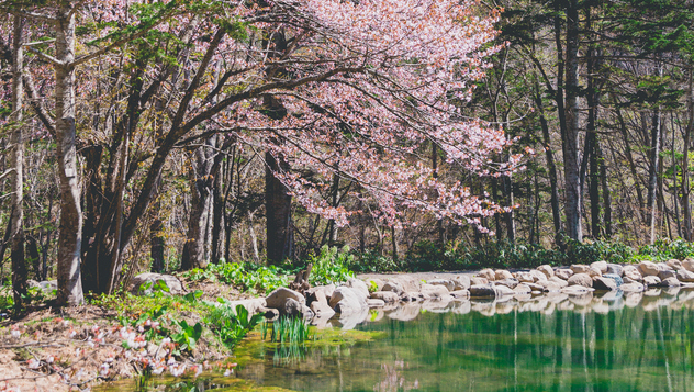 【池庭】と桜