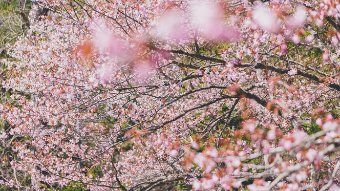 【庭園】見頃を迎えた満開の桜