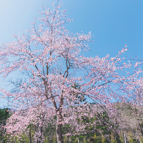 【庭園】春満開の桜