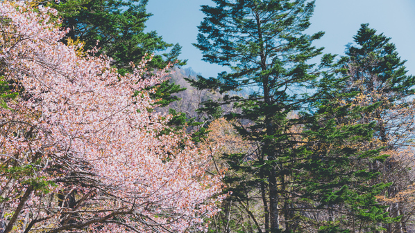 【庭園】丹精込めて育てられてきた木々と満開の桜