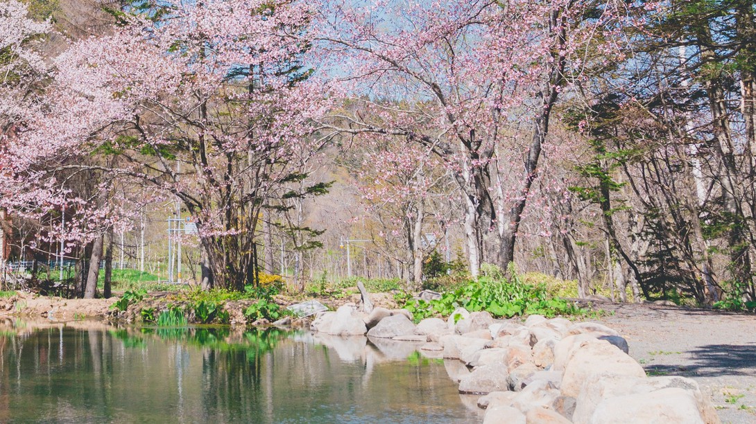 【池庭】桜の季節
