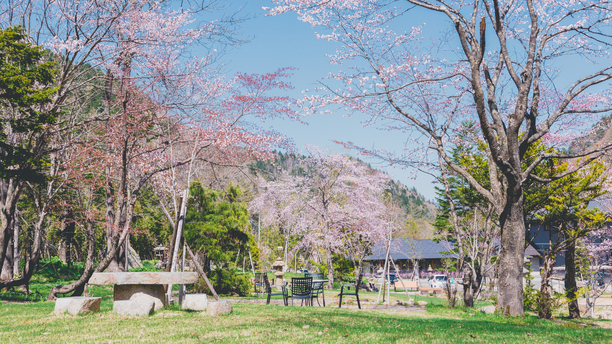 様々な樹種の桜をご覧いただけます