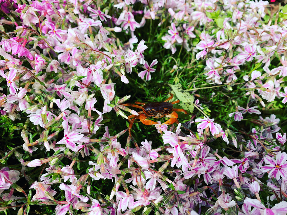 正面玄関芝桜と沢蟹