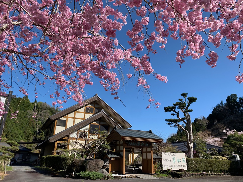 枝垂れ桜と翠紅苑さくら2