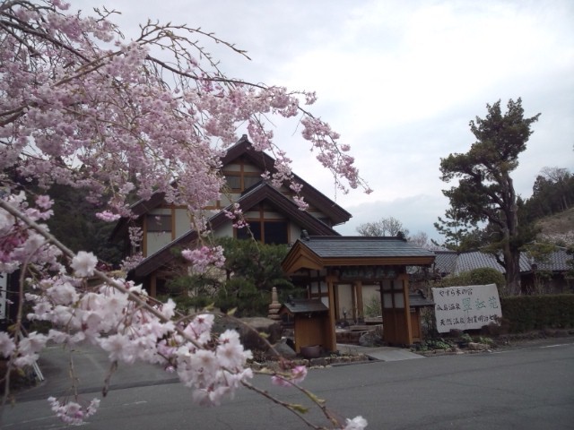 駐車場の枝垂桜