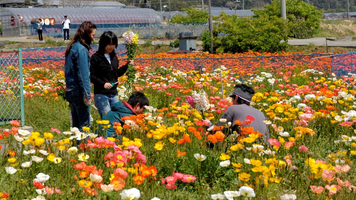 南房総のお花畑