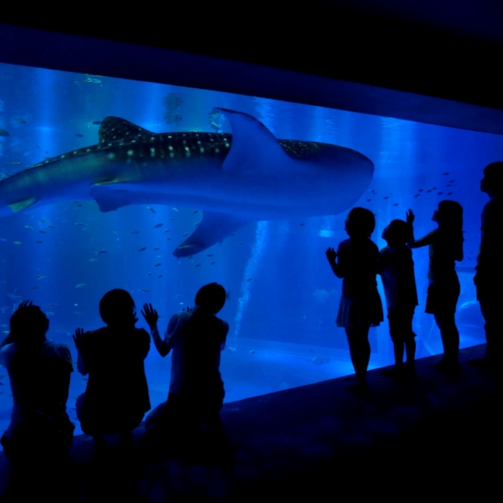 【のとじま水族館】当館から車で約50分。