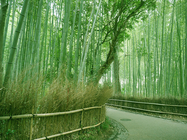 趣ある嵯峨野の竹林
