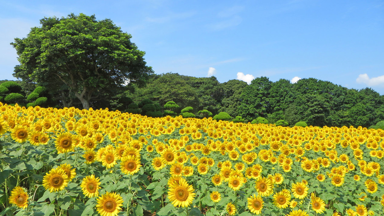 のこのしまアイランドパーク（夏）