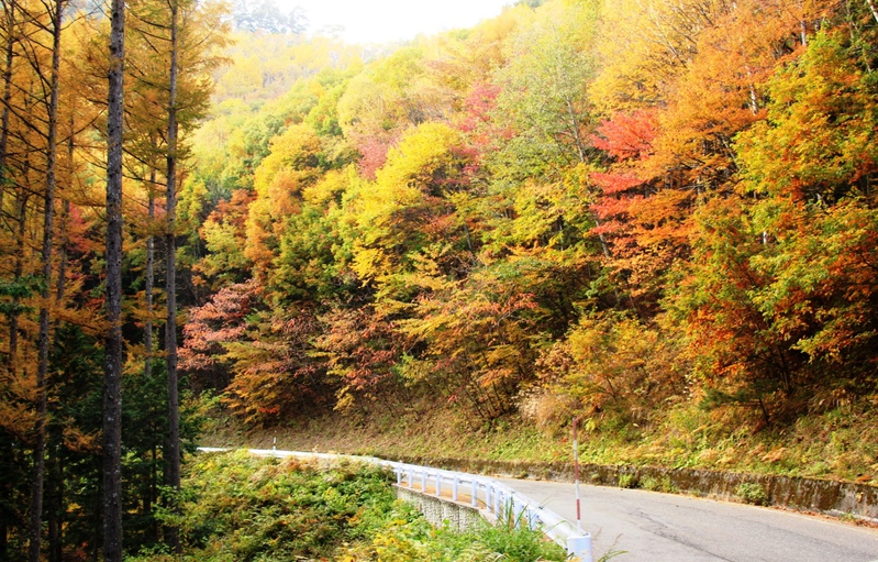 とっても綺麗な紅葉です！ぜひ、開田高原へ見に来て下さい♪