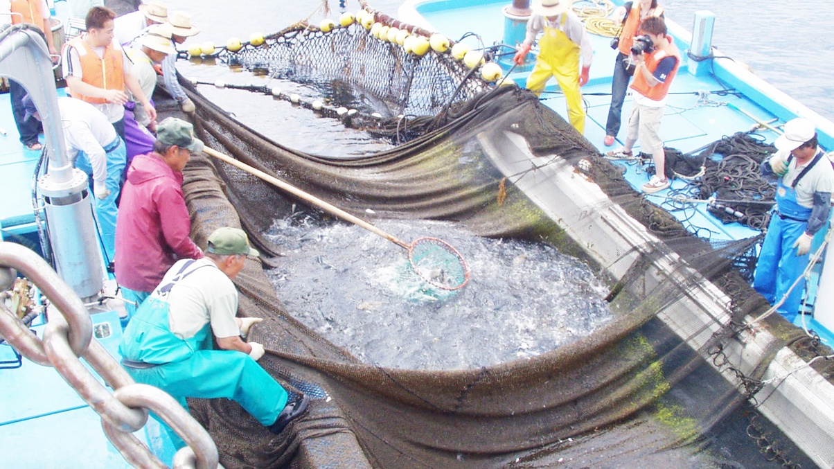 *周辺観光・漁業体験/茱崎漁港では、定置網漁の体験ができます！