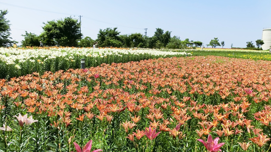 *周辺観光・ユリの里/福井県の県花水仙が１年中見られます！