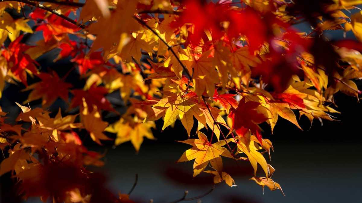 ラウンジ「サロン上段」より望む、紅葉の庭園