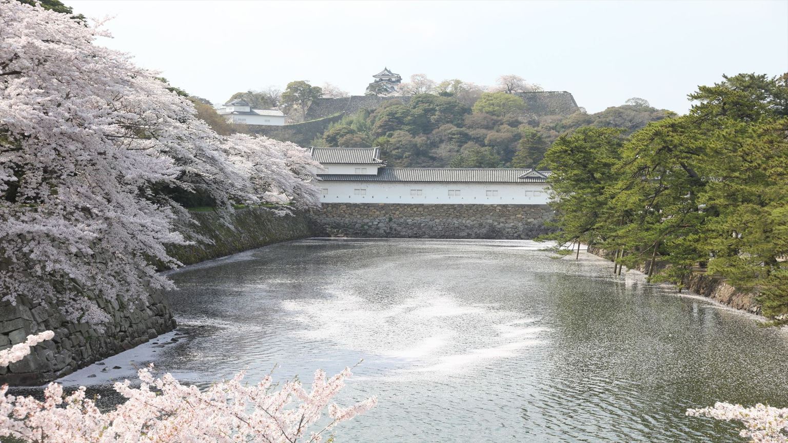 【春の景観】お堀の桜筏