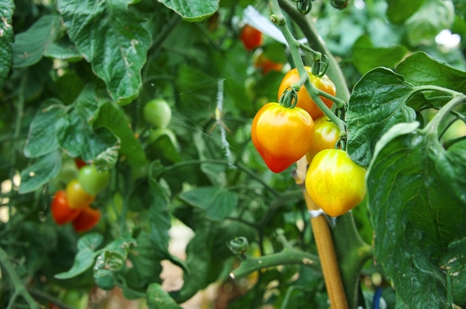 季節の野菜