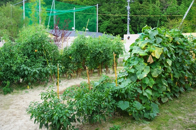 自家菜園