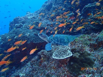 フォルテ　＜八丈島＞ 写真3