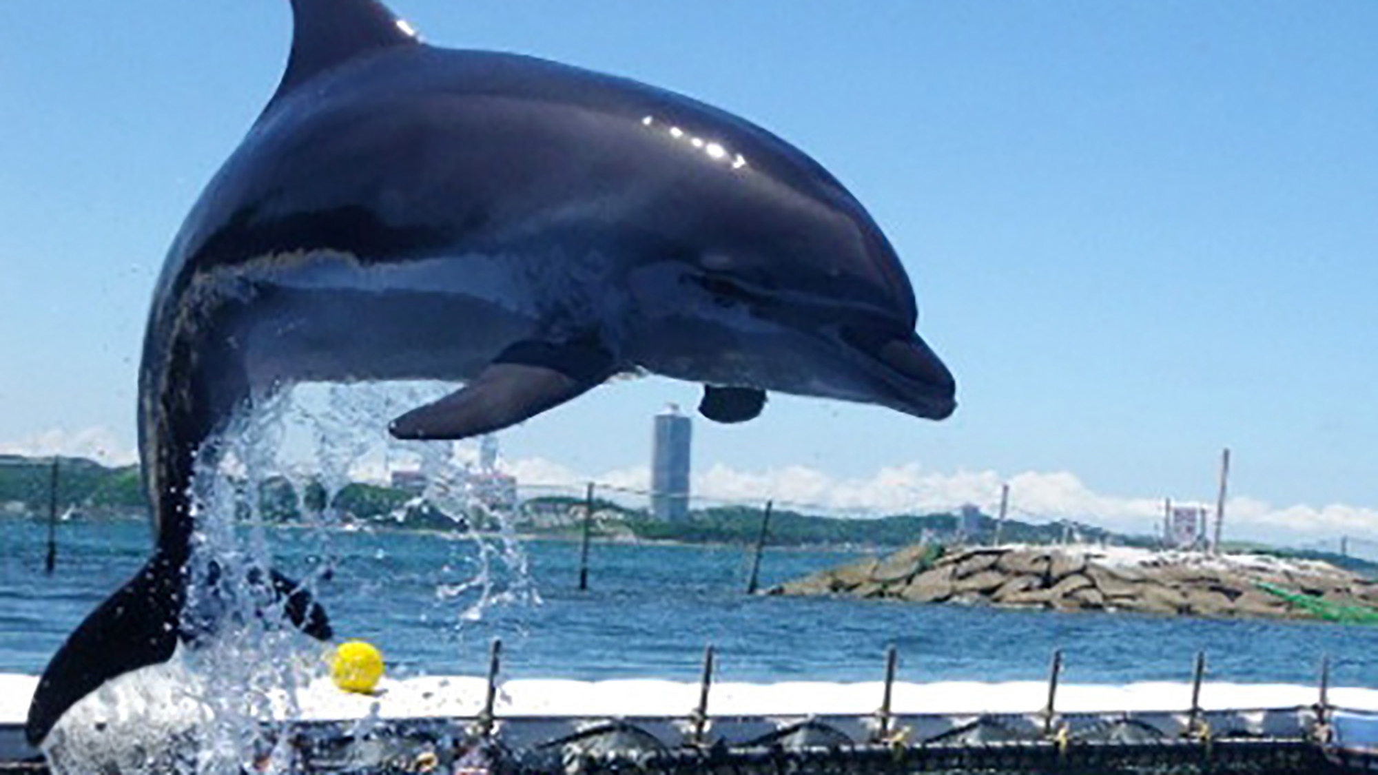 *【その他】今年もサンセットビーチ(日間賀島 西港)にイルカがやって来る！