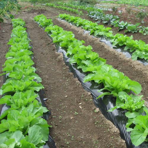 スタッフのお家の無農薬畑・・「マリン農園」