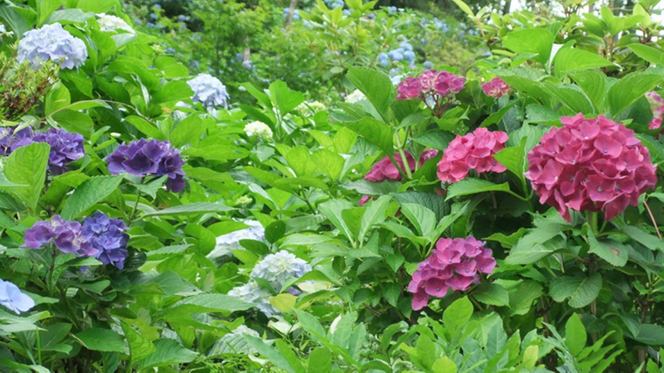 *【紫陽花】7月半ば〜8月にかけては紫陽花もオススメ♪