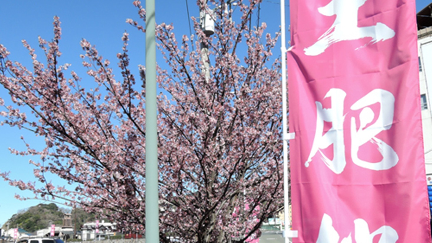 *施設周辺／土肥の春の風物詩、土肥桜。全国でも早咲きの桜として有名です。