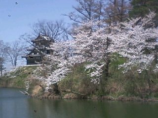 春の高田公園（日本三大夜桜）