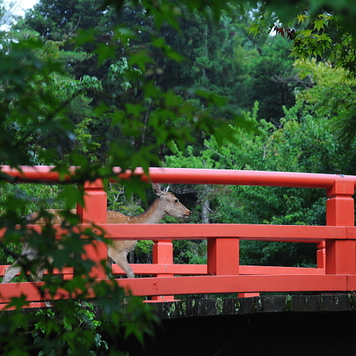 もみじ橋と新緑と鹿