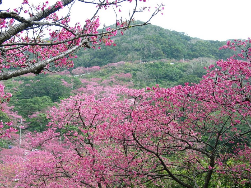 日本一早い桜八重桜