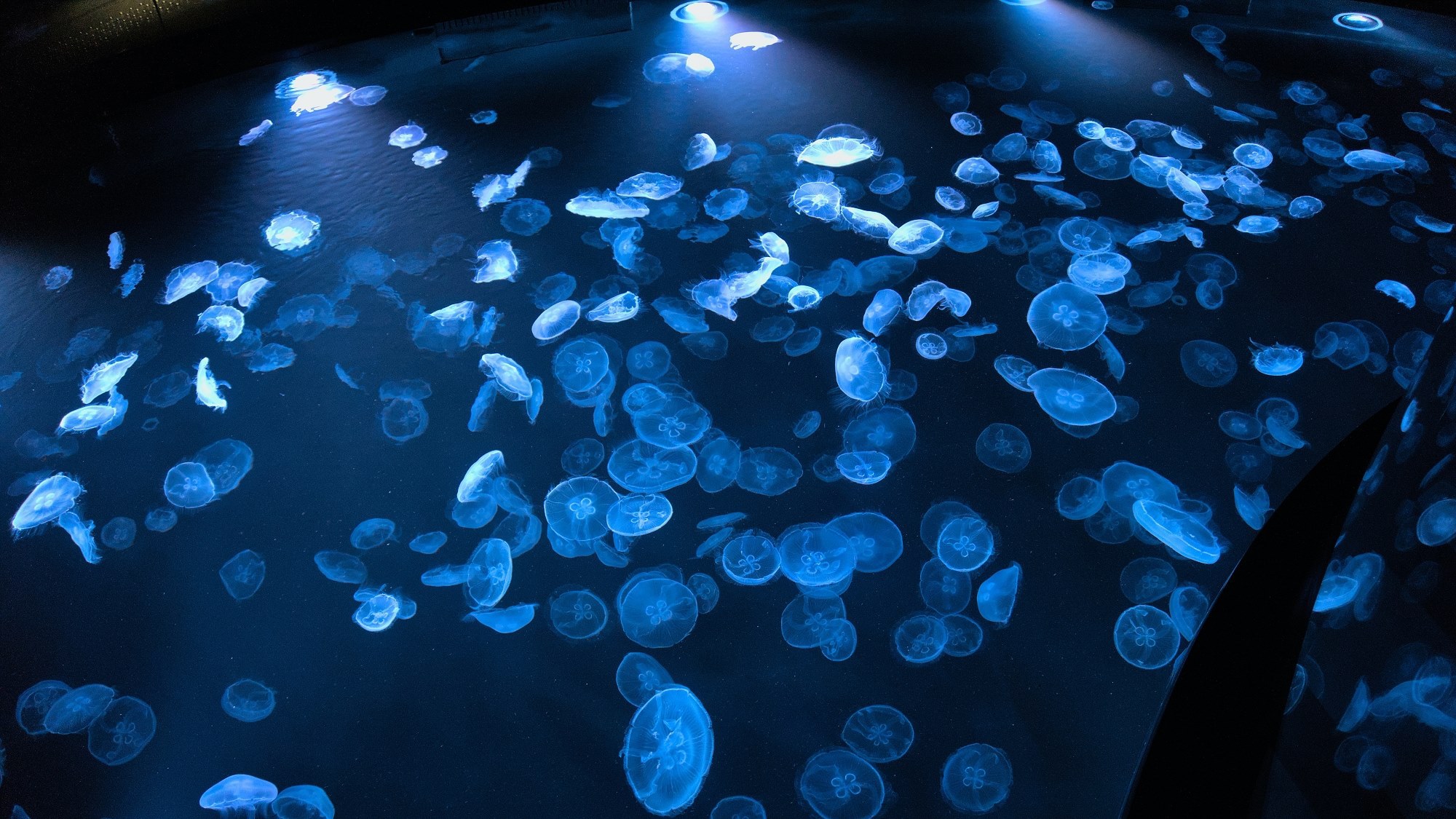 周辺観光｜すみだ水族館（公共交通機関で約34分）