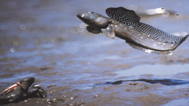 海洋ふれあいパーク干潟体験場当ホテルより車で約17分