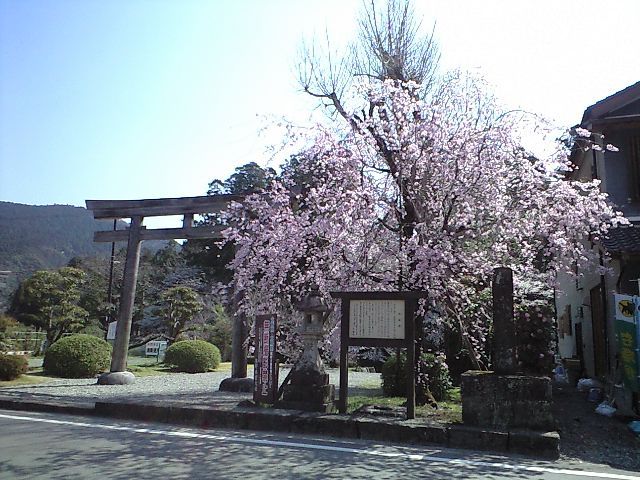 熊野本宮大社旧社地鳥居と桜