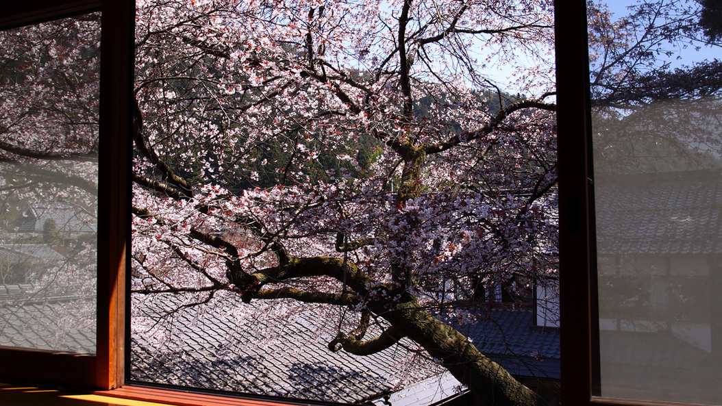 *【中庭の桜を望む】お部屋でお花見気分を味わえますよ♪
