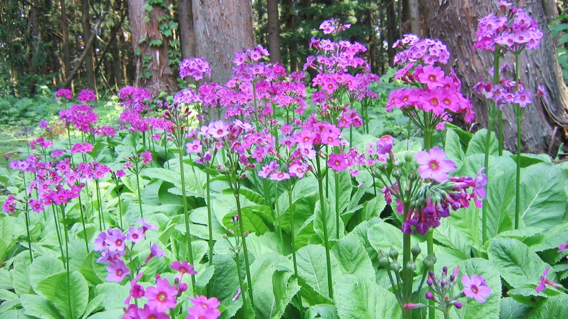 *【周辺】季節によって変わる花々の姿をお楽しみ下さい。