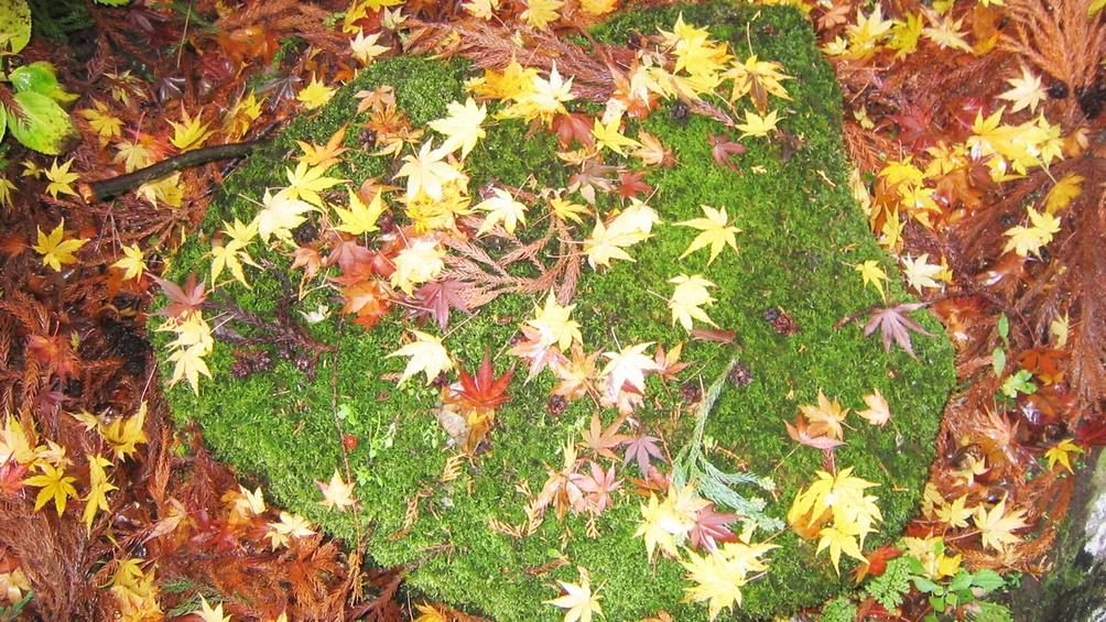 *【紅葉イメージ】秋になると木々の葉が美しく色づきます。