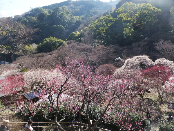 熱海梅園