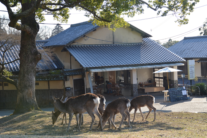 奈良公園に泊まろう！世界遺産と自然、かわいい鹿に囲まれた場所で、ここだけの醍醐味を満喫！！