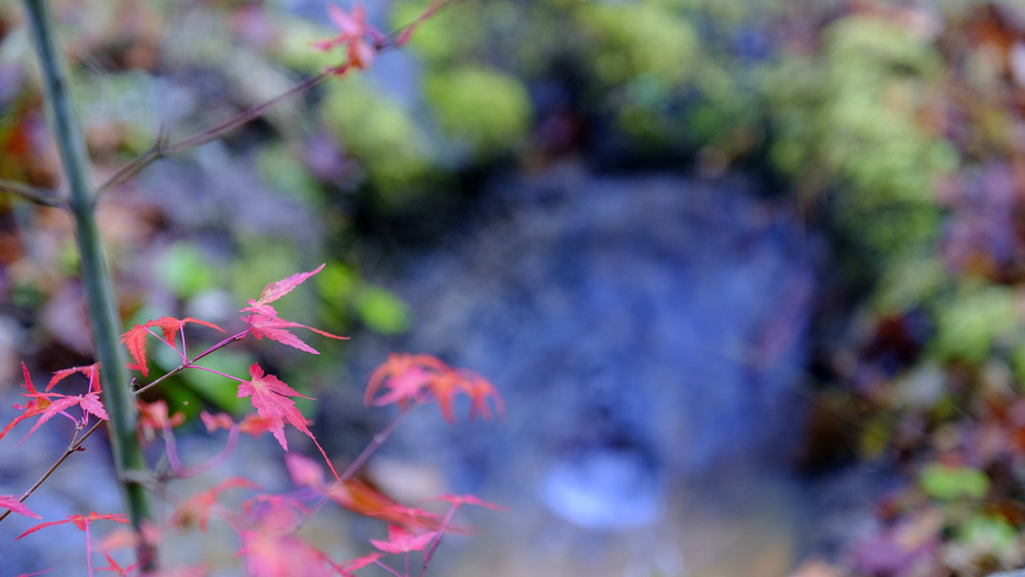 敷地内の植栽