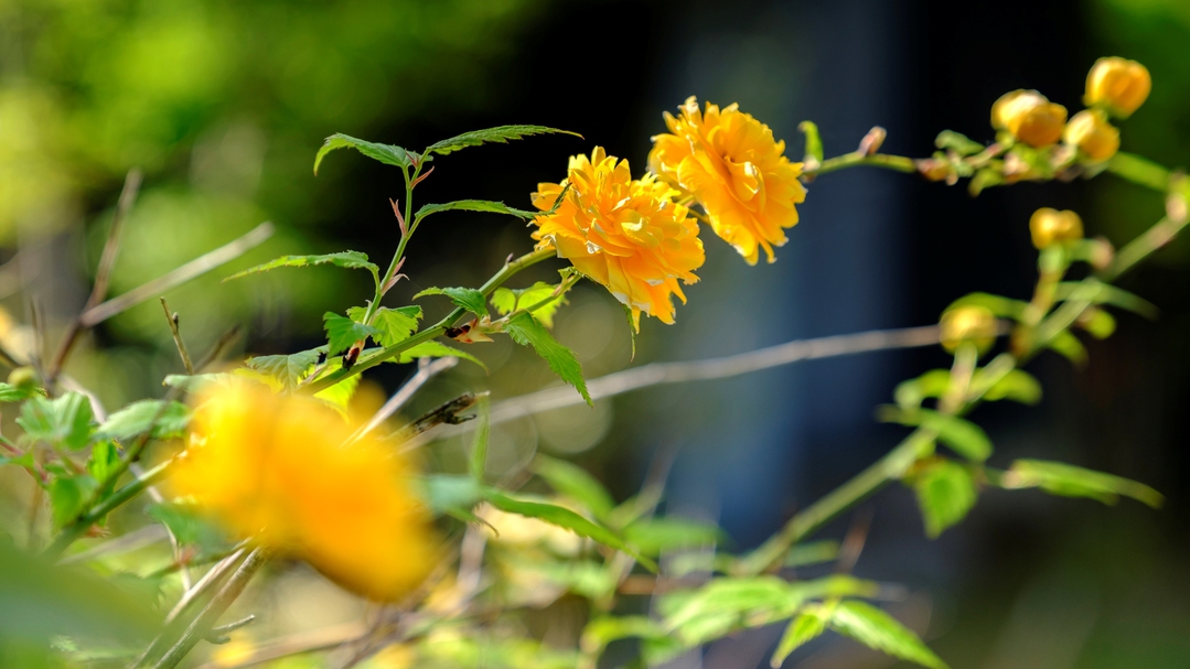 敷地内の植栽