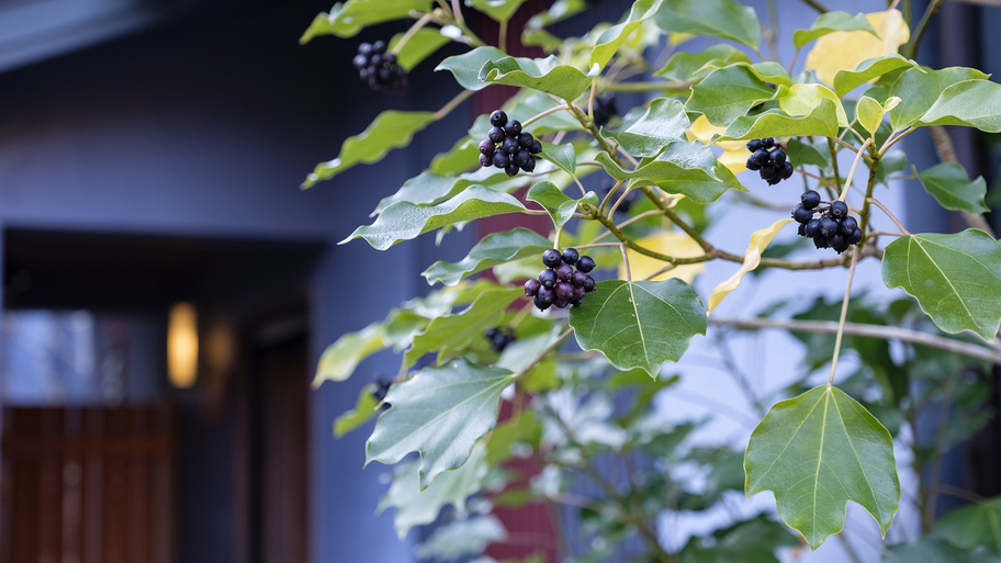 敷地内の植栽