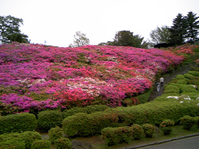 小室山公園つつじ