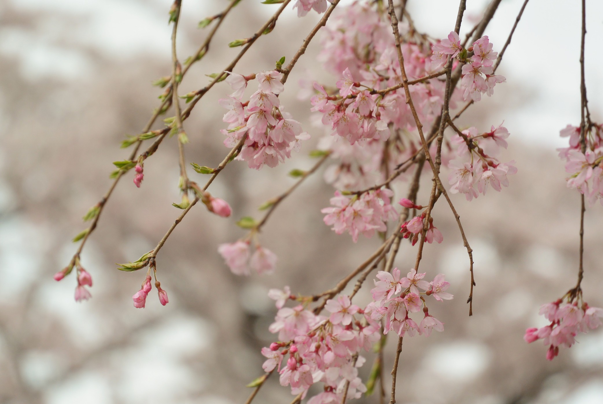 さくらの里桜