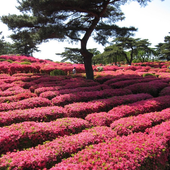 小室山公園 10万本のつつじ